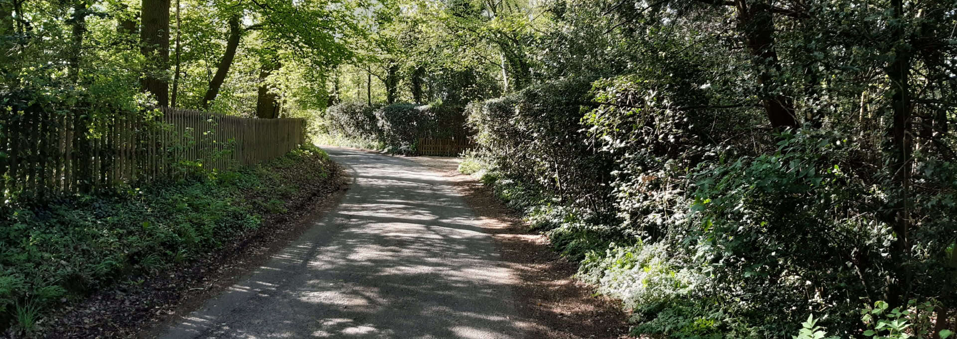 A quiet woodland path surrounded by lush green trees and foliage.